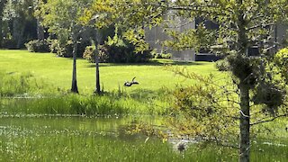 Anhinga Dries Wings In Paradise