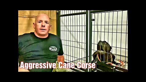 Aggressive Cane Corso in For Training. Dog Training - Behavior Modification.