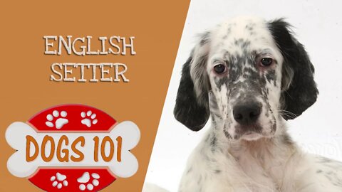 Dogs 101 - English Setter - Top Dog Facts About the English Setter