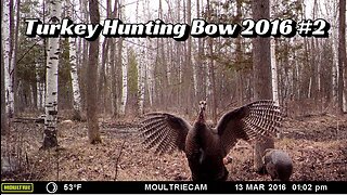 Turkey Hunting Bow 2016 #2