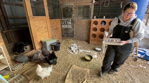 Morning winter farm chores with a look in each coop