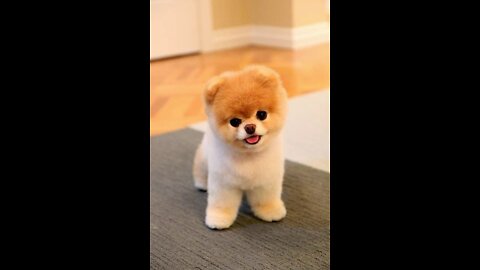 #Top most cutest pet