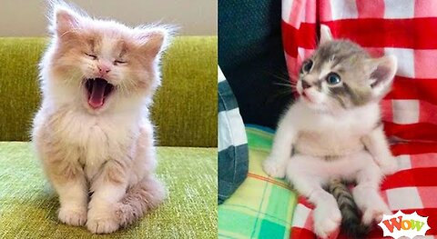 Funny 🤣 Cat 😺 - Funniest Cat That Will Set Your Mood