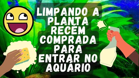 🔴 Como Esterilizar Plantas Para o Aquário (Feat. Amazon Sword / Amazonense Echinodorus bleheri)