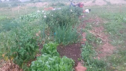 Wild Urban Gardens 2021 - Community garden plots evolve. Early veggies done, new veggies planted.