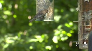 Kentuckians can put bird feeders back outside after mystery illness