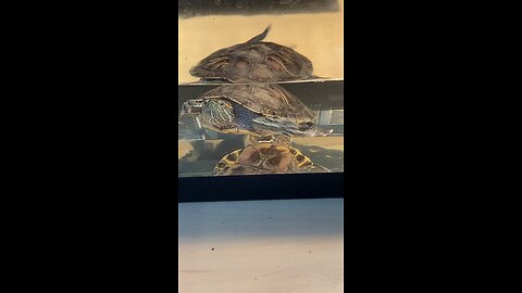 Red-Eared Slider Turtle Is Swimming In The Tank And Then Turns Around.