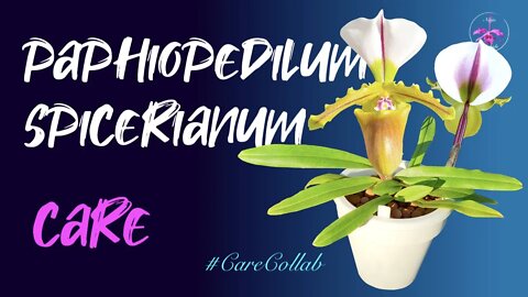 Paphiopedilum spicerianum CARE | How to keep it cool in the height of summer and more!! #CareCollab