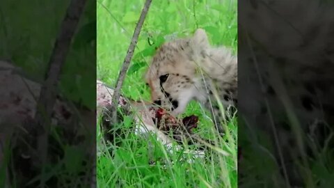 Cheetah Cub Chewing A Gazelle | Saturday #shorts