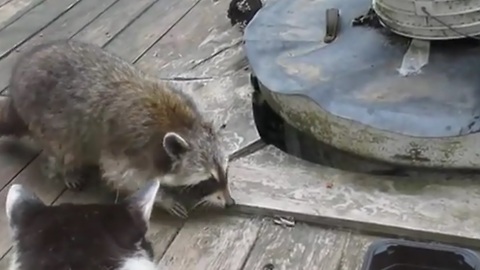 Raccoon victory dance