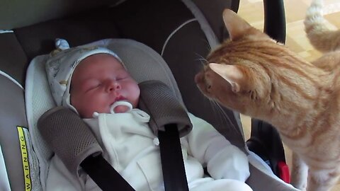 Cats Meeting Babies for the FIRST Time Compilation 2023