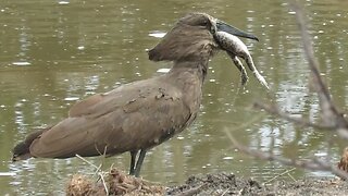 Frog refuse to be swallowed by holding onto bird's face