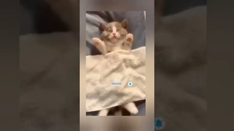 cute cat videos 😹 funny videos 😂🌹😍