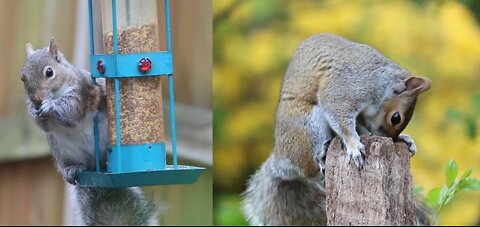How Cute Squirrel Feed Itself