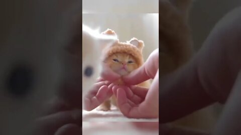 Why Kittens Are So Cute 🥰