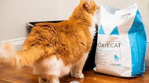 Boxiecat Gently Scented Premium Clumping Clay Cat Litter, 16 lb, Gently Scented - 16 lb