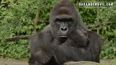 Harambe Official Trailer