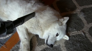 Siberian Husky Simply Loves To Have Her Coat Vacuumed