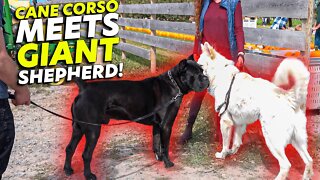 Cane Corso Meets GIANT Shepherd