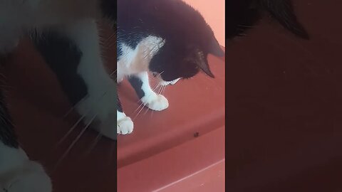 Cat Kills Fly Twice