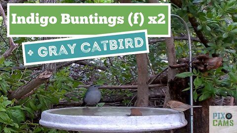 Gray Catbird & (2) Indigo buntings