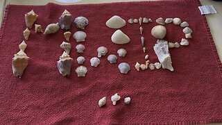 Beach Finds 7/20/2023 #FYP #Seashells #Shelling #MarcoIsland #ResidentsBeach #TigertailBeach #4K