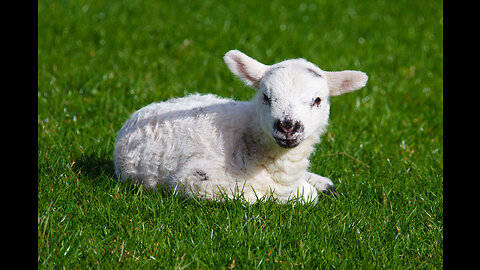 Baby Lamb | Cute | Compilation