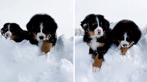 Bernese Mountain puppies' fascination with snow is hilarious