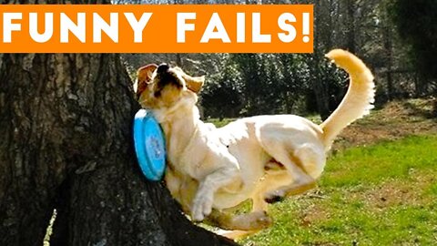 TRY NOT to LAUGH Animals FUNNY PET FAILS Compilation
