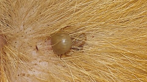 BIG tick removal by Tweezer, Lady remove tick on puppy