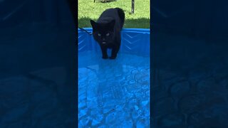 Black Cat loves her pool