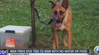 Man finds dog tied up to sign with no water or food