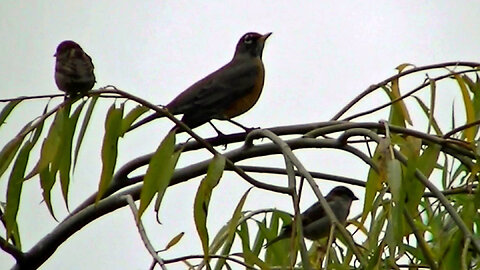 IECV NV #732 - 👀 American Robin In The Weeping Willow Tree🐦 10-24-2018