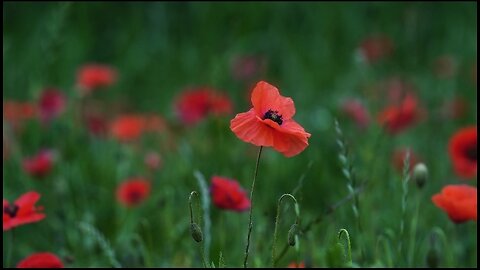 Beautiful Poppy Flowers