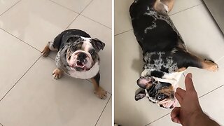 Bulldog Shows Off His Incredible Acting Skills