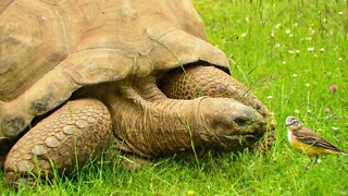 This Tortoise Was Caught EATING a Bird