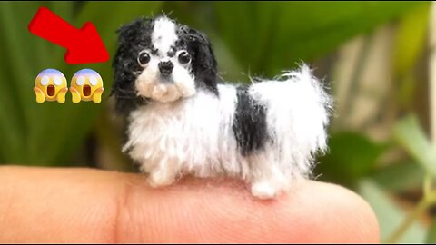 Top 10 List Of The Smallest Dog Breeds For You