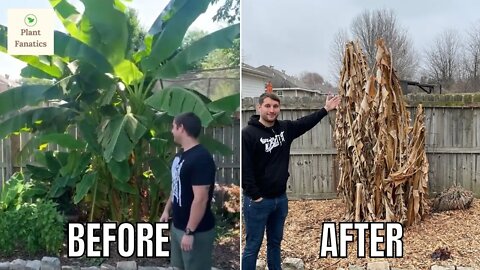 How To Grow Banana Trees In Any Climate | Winter Update