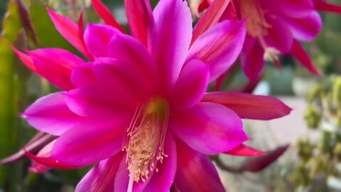 Arrow Lotus/Aporocactus Plant Blossom in the Pot. 令箭荷花(仙人掌科令箭荷花属植物)开花了！