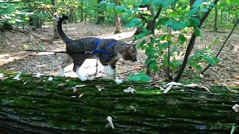 Cat Walks Along a Fallen Tree