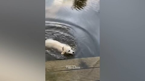 DOG FALLS INTO WATER!😱😱