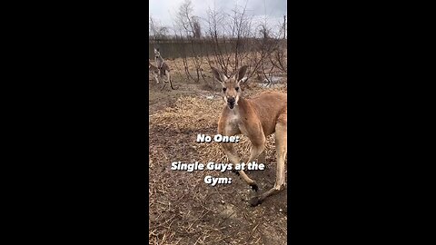 Kangaroo Flexing Muscles