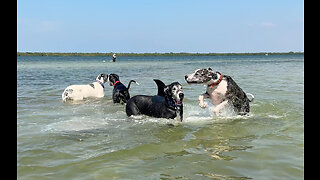 Water Loving Great Danes Enjoy Splashing & Dashing Beach Party Fun