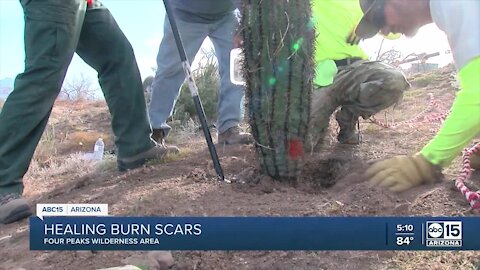 Healing burn scars: Groups plant 300 cacti, wildflowers, and grasses