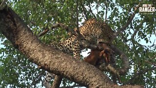 Young Female Leopard With An Impala Lamb (Presented By Quest Acquired)