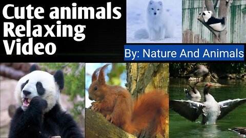 ASMR | Relaxing Video | Calming Video | cute Animal videos | Wild animal videos | Birds flying video