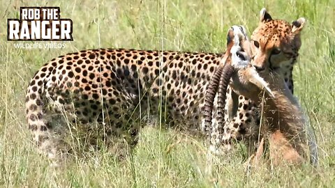 Cheetah Hunts A Gazelle To Feed Her Cubs | Maasai Mara safari | Zebra Plains