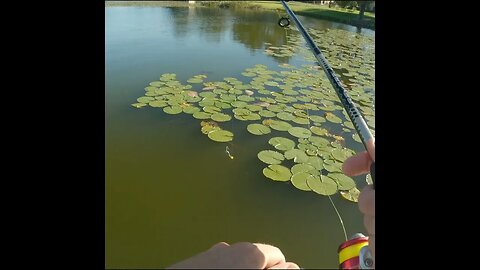 fishing for bass