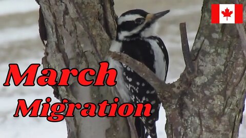 March Migration | Canadian Bird Migration Update | Homesteading Birders Of 2022
