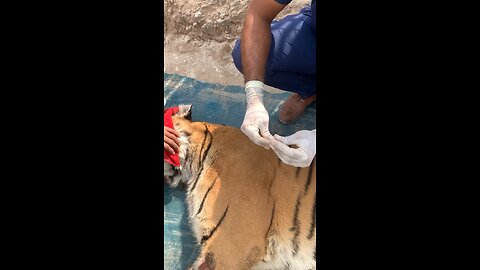 Top Animals | Tiger Treatment